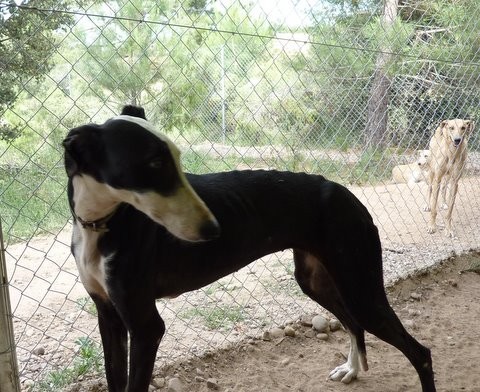 DULCE en accueil (38)