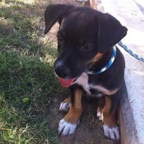 Sudan - Chiot mâle - Adaana