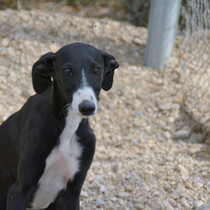 Ziro - Chiot galgo - Mâle - Zaragoza