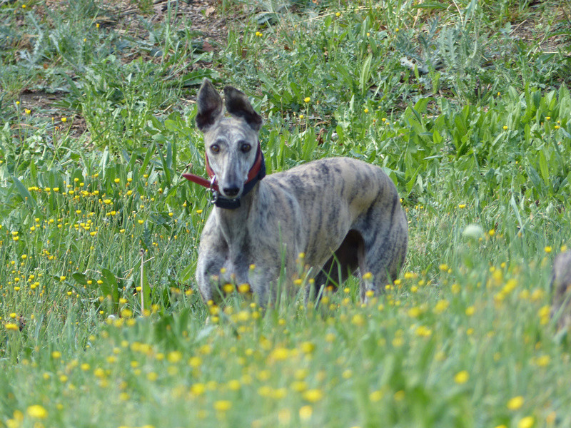 LYRA (GARANCE)