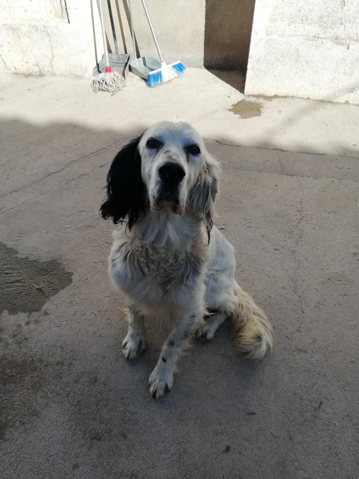 TUCKER - 14 ans - setter anglais - un amour de chien