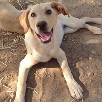 Sand - Chiot femelle - Adaana