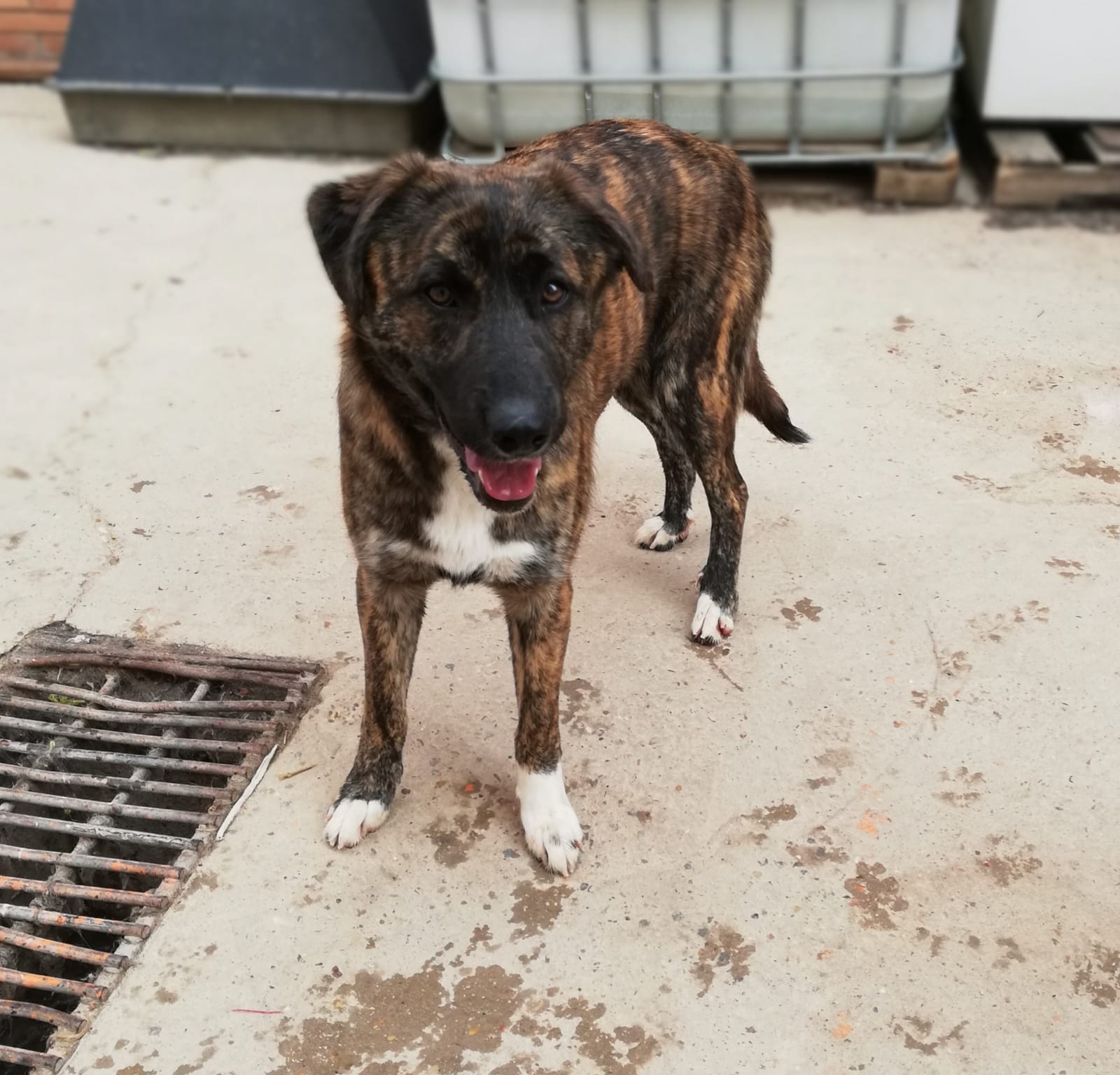 MOKA - 9 mois - soeur de Mika - croisée galga