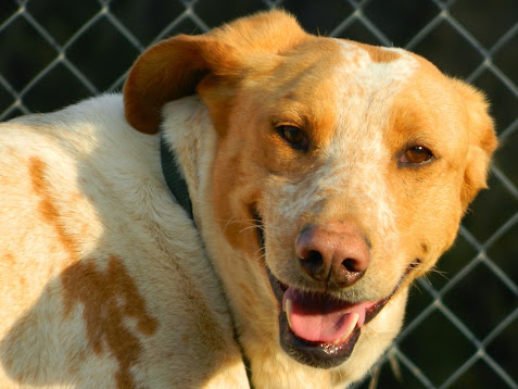 GAZAPO - Cuencanimal