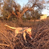 Wish - Chiot femelle - Adaana