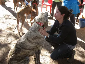 Les adieux douloureux aux loulous adoptés