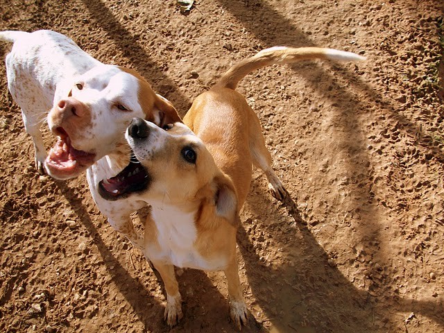 Avec mon copain Taco! on s'amuse!