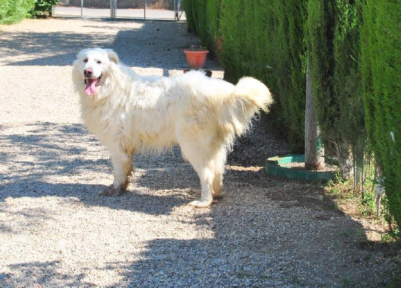 COTTON en accueil (82)