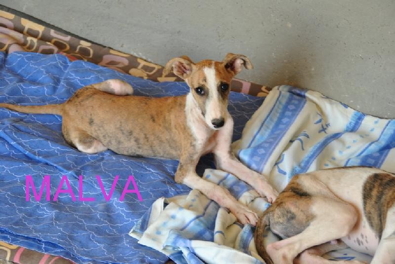 MALVA en cours d adoption