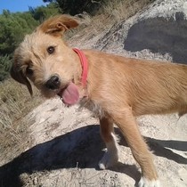 Tribi - Chiot femelle - Zaragoza