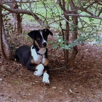 Astro - Chiot mâle - Adaana