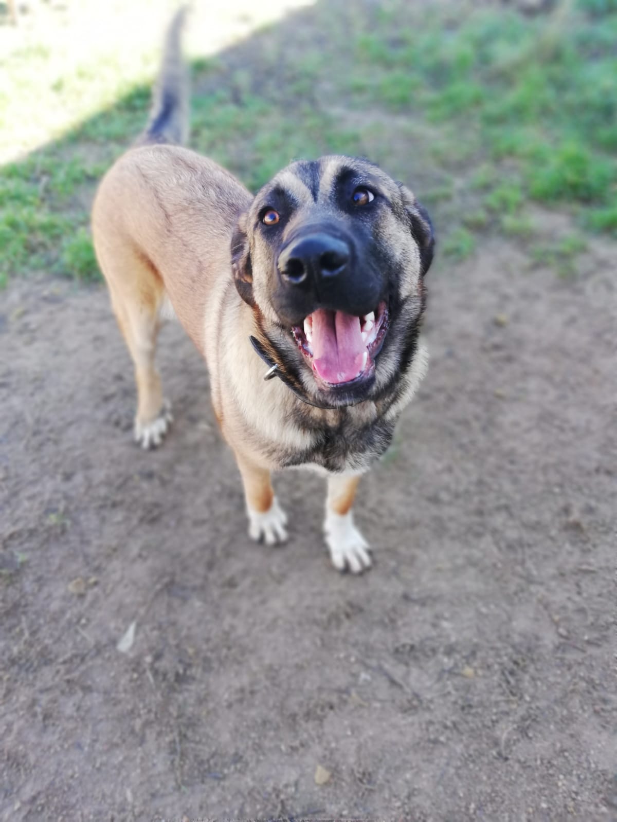 CARMELA - 8 mois - mastine - très sociable