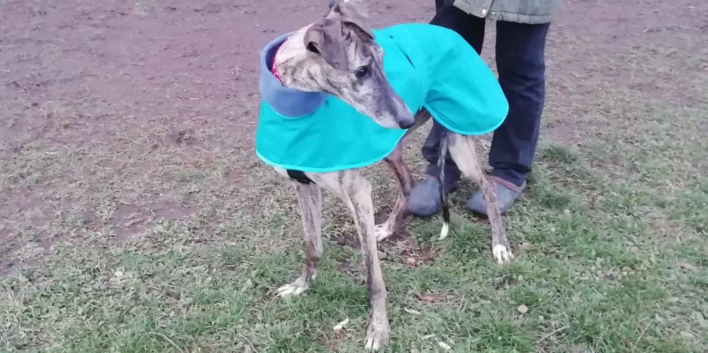 Manteau la carte Galgos France