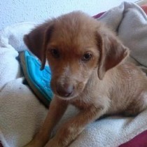 Vine - Chiot femelle - Cuenca