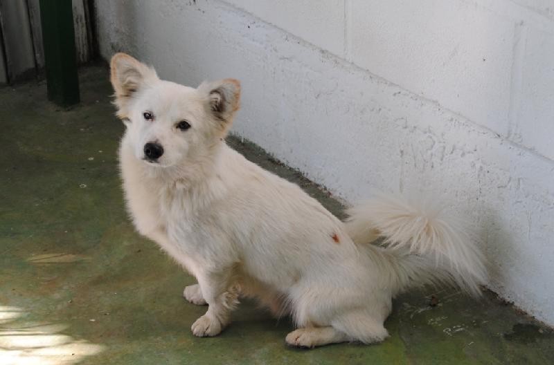 CALVIN adopté (89) avec KLEIN!