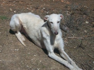 JACOBO en accueil (88)
