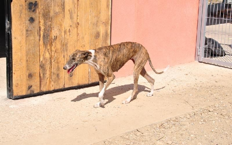 SUHADA en accueil (37)