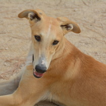 Flax - Chiot galgo - Mâle - Zaragoza