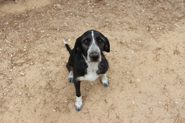 MARLEY en accueil attend sa famille depuis 4 ans