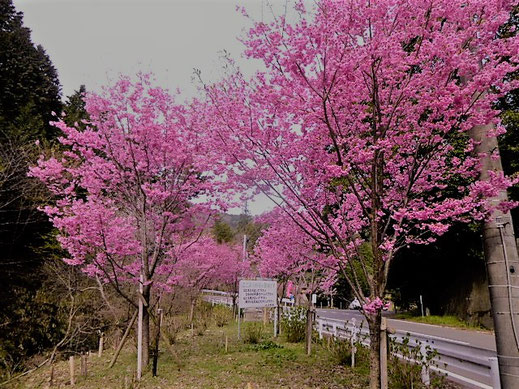 陽光桜開花状況 京おとくに街おこしネットワーク