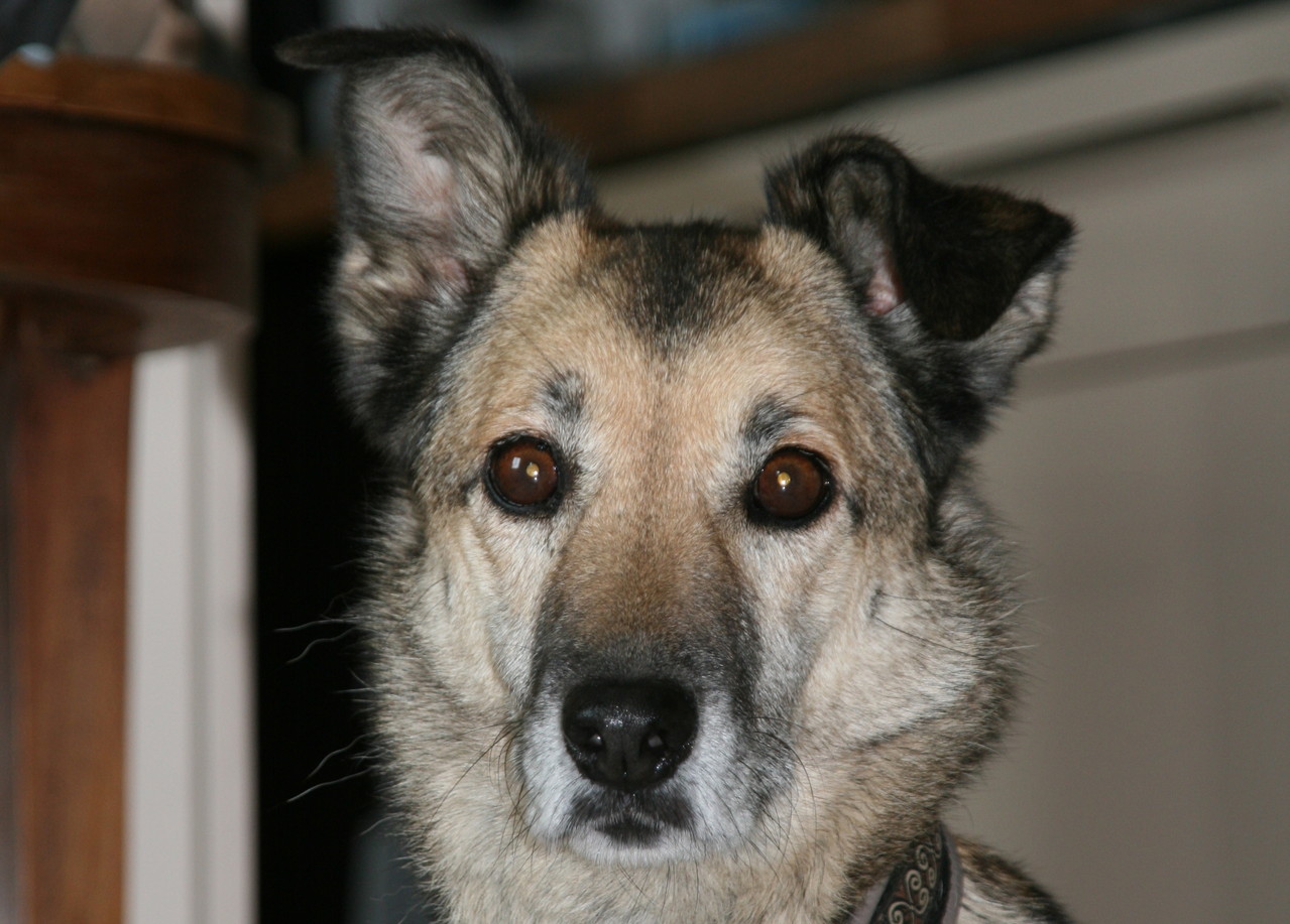 Zoe Hunde mit Handicap