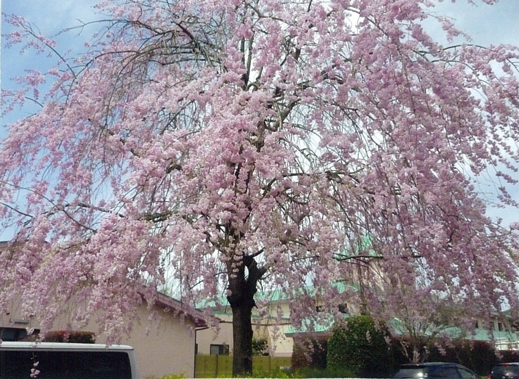 B館前のしだれ桜 毎年 満開でお花見が楽しみです。