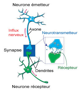 Transmission du message nerveux. Source : http://tpe-bras-bionique-groupe-11.e-monsite.com