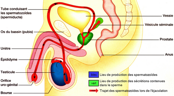 Acquisition de la capacité à transmettre la vie - Site de cours de