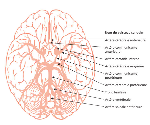 Artères principales du cerveau humain. Vue de dessous. Sources: http://www.apa-sante.fr/wiki/_detail/fc_stroke_figure3.gif?id=avc