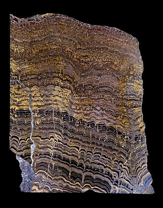 Coupe d'une roche montrant la trace fossile de stromatolithes et sédiments intermédiaires datant du Protérozoïque. Source: wikipédia