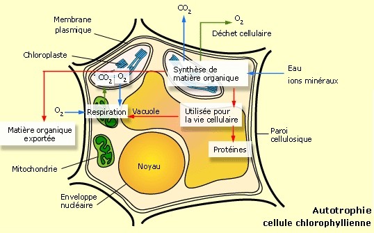 Bilan du métabolisme cellulaire de la levure. Source: maxicours.