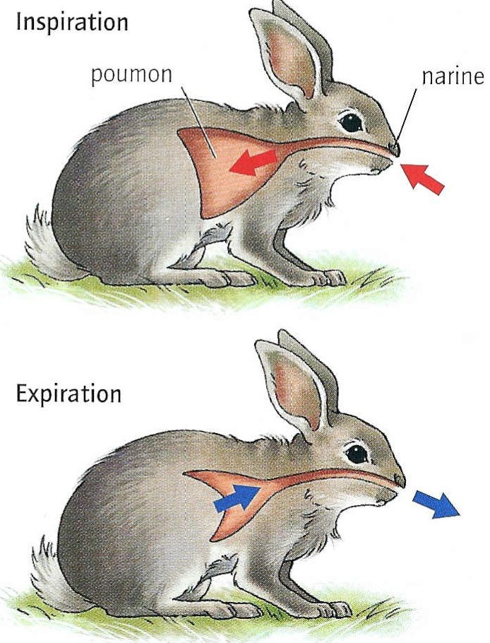 Chapitre 1 la respiration des êtresvivants varie suivant les milieux Site de cours de
