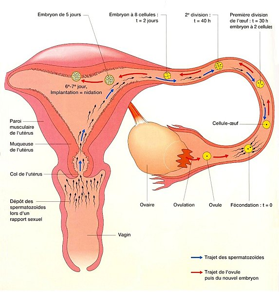 Rappels sur la fécondation dans l'appareil reproducteur de la femme.