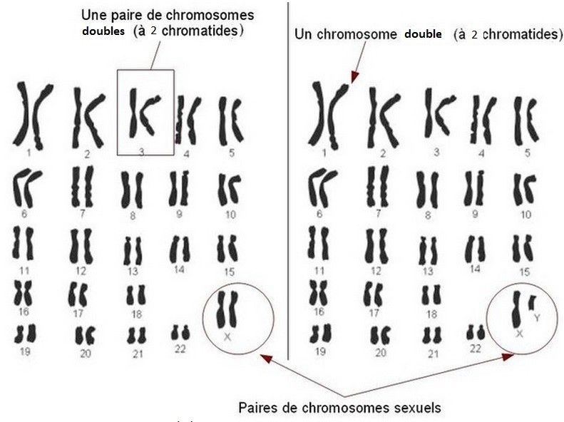 Combien Y A-t-il De Chromosomes Dans Le Corps Humain Chromosomes et information héréditaire - Site de cours de collège et