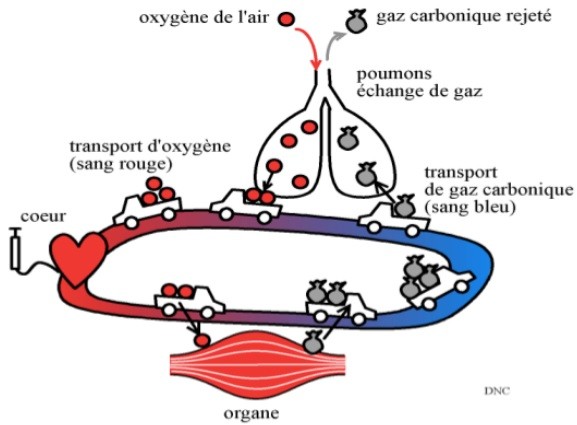 Fonctionnement de l'organisme et activité physique - Site de cours de