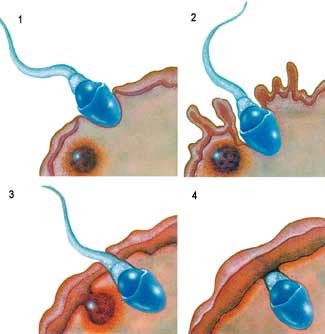 Les 4 étapes de lé pénétration du spermatozoide dans l'ovule.