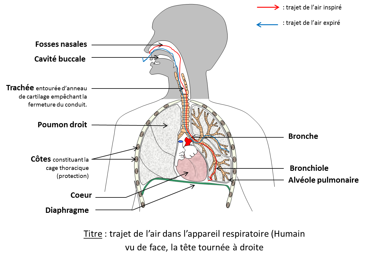 Chapitre 5 l'approvisionnement du sang en dioxygène (O2) Site de