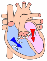 Diastole (remplissage du coeur). Source : wikipédia.