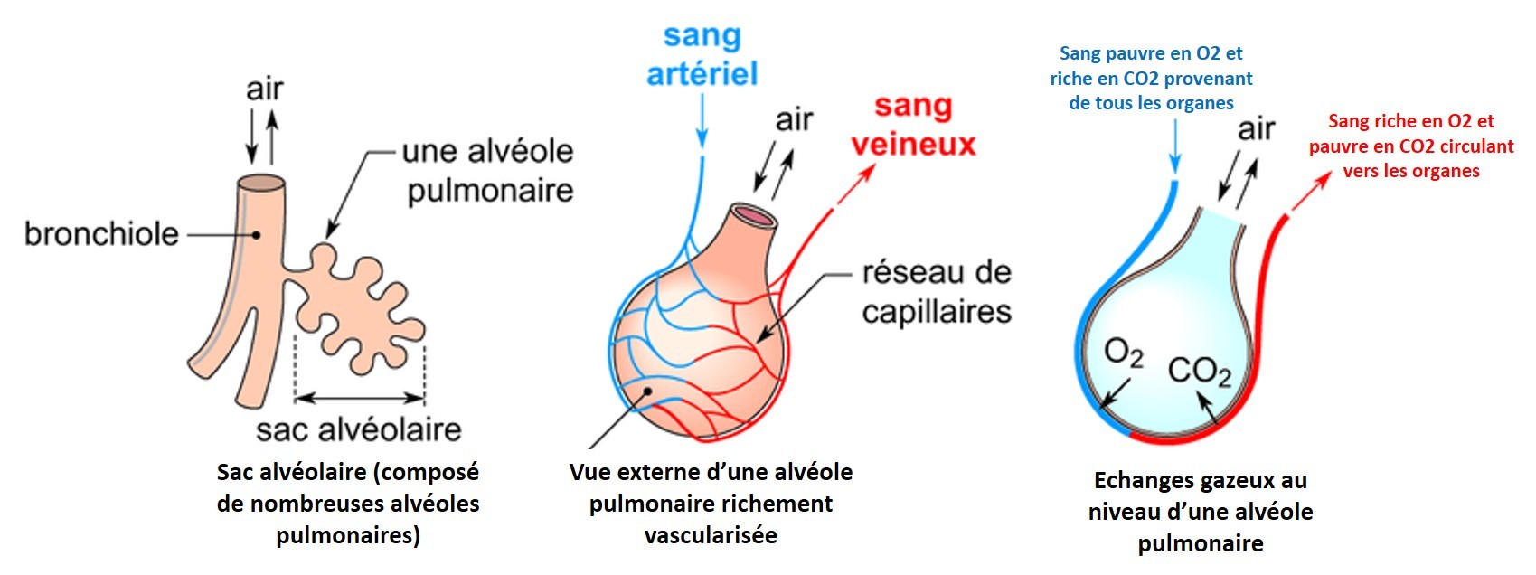 Fonctionnement De Lorganisme Et Activité Physique Site De - 