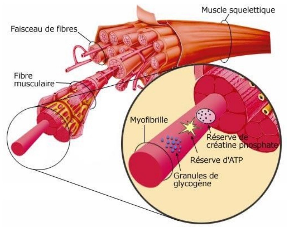 Fonctionnement de et activité physique Site de cours de collège et lycée en SVT