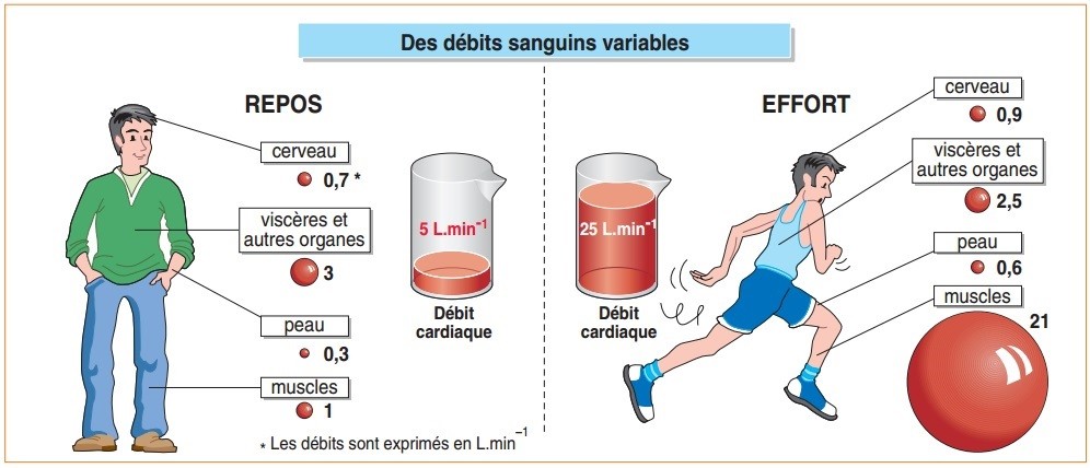 Fonctionnement de l'organisme et activité physique - Site de cours de