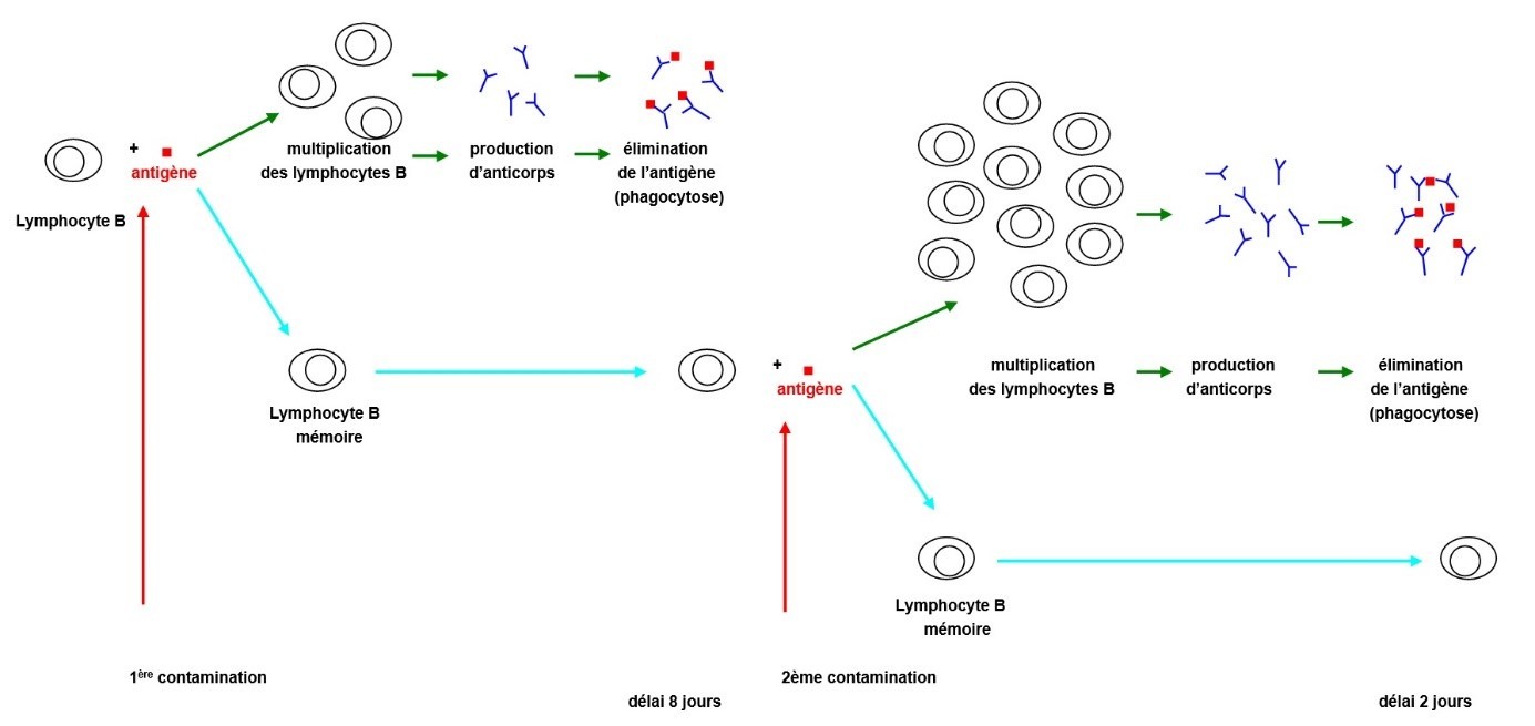 Comment Faire Un Schema Fonctionnel D une Boucle De Regulation Arterielle Les défenses immunitaires - Site de cours de collège et lycée en SVT