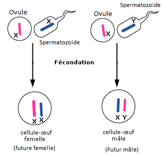 L'origine du sexe génétique : la présence (ou l'absence) du chromosome Y dans le spermatozoide. Source : maxicours