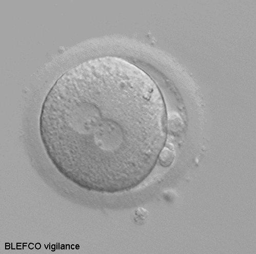 Ovule dans lequel on observe les noyaux du spermatozoide et de l'ovule au cours de leur fusion.