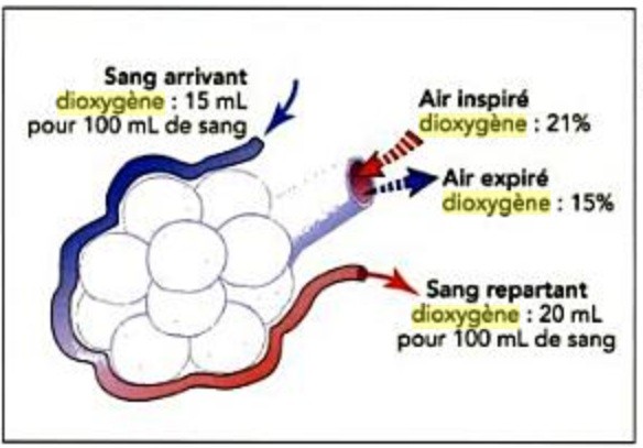 Alvéoloes pulmonaires et trajet du sang. Le sang "bleu" est pauvre en O2 et le "rouge" es riche en O2.