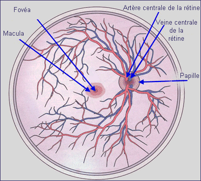 Schéma du fond de l'oeil. Source : internet.