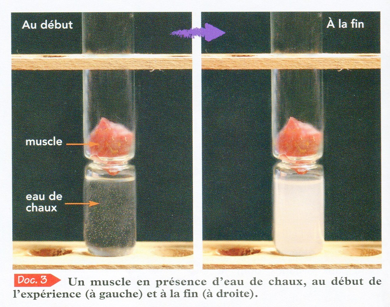 A Quoi Servent Les Capteurs De Co2 Chapitre 3: les besoins des organes pour fonctionner - Site de cours de