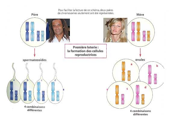 Un homme et une femme créent des gamètes tous différents. C'est la première source de diversité lors de la reproduction sexuée.