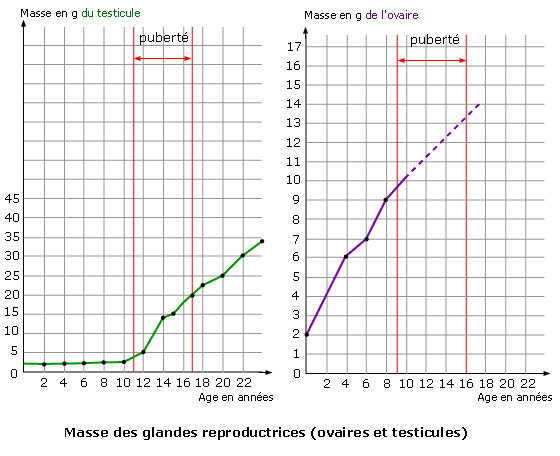 Graphique détaillant la masse des testicules (à gauche) et des ovaires (à droite) au cours du temps; Source: maxicours.com