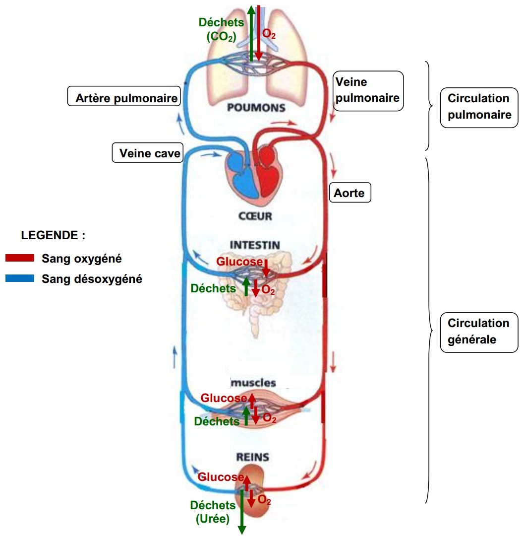 Chapitre 6 la circulation du sang Site de cours de collège et lycée